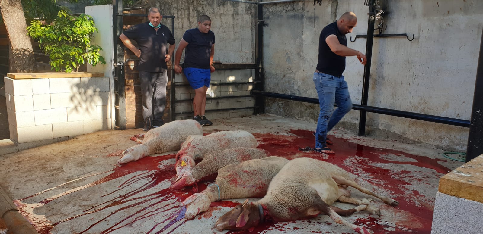 WhatsApp Image 2020-06-25 at 5.48.15 PM.jpeg.jpeg